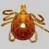 Lone Star Tick