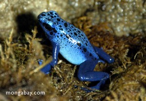Dendrobates_auzureus-09
