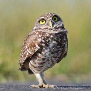 burrowing_owl_sq