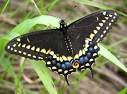 blackswallowtail2