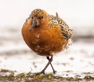 Red_Knot_TimBoyerPhotography_340x300